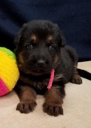 Browse our selection of beautiful puppies for sale. Desert Mountain German Shepherds in Phoenix, Az
