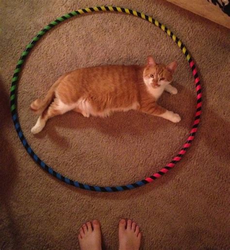 Kucing Senang Berada Dalam 'Cat Circles'? - Meowmagz