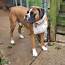 Stud Dog  Boxer Available For Service Breed Your