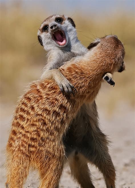 Meerkats Botswana A1 Pictures
