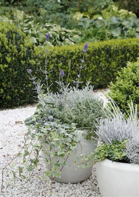 Trotz seiner mediterranen herkunft ist lavendel winterhart und bereichert den garten über viele jahre mit seiner blütenfülle. Lavendel: Der Duft der Provence | Lavendel im topf ...