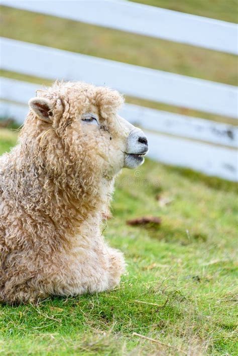 Funny Face White Sheep Laying In A Grass Pasture Making Funny Faces