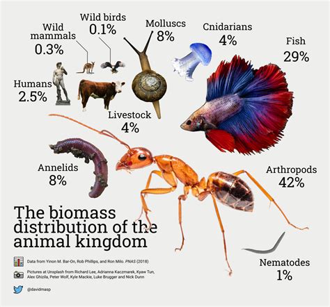 The Biomass Distribution Of The Animal Kingdom Data Derived From