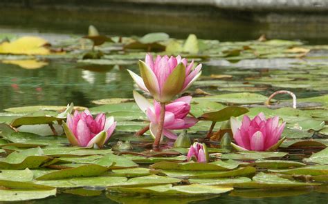 Water Lilies Wallpaper 72 Pictures