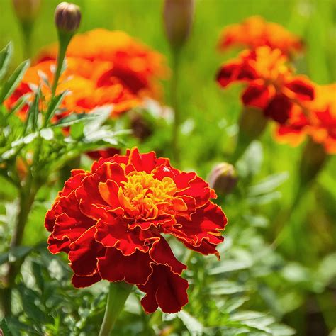 Marigold Seed Red Dwarf French Marigold Flower Seeds