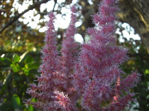 Cotton Candy Plant Flickr Photo Sharing