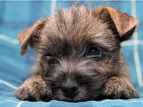 Puppy Face Pictures Of A Cute Cairn Terrier Puppypng
