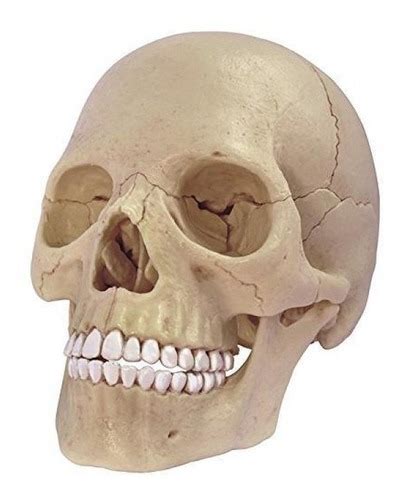 Detallado Modelo De Anatomía Del Cráneo Humano 169900 En Mercado Libre