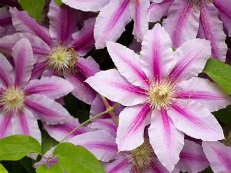 Do Deer Eat Clematis? (All You Need to Know)