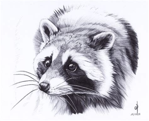 The Best Easy Racoon Drawing 2022