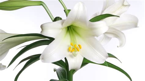 Hoosier Gardener Keep Your Easter Lilies Healthy And In Bloom