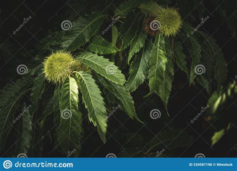 View Of Chestnuts Growing On A Tree Stock Photo Image Of Farm