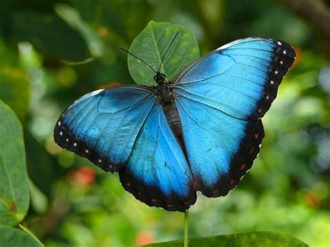 Blue Morpho Butterfly Facts Diet Habitat Behavior Lifecycle