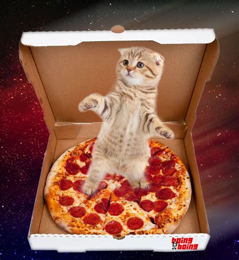 Kitten Surfing On Some Pizza In Rainbow Outer Space Boing Boing