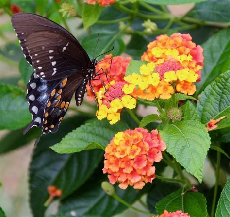 6 Go To Flowers Youll Want To Plant In Your Butterfly Garden