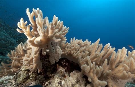 10 Best Soft Coral Species For Beginner Reef Keepers