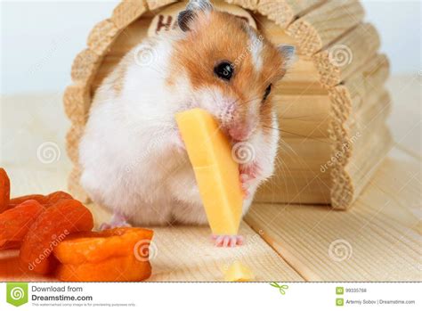 A Hamster Close Up Eats Cheese Near Its House Stock Photo Image Of