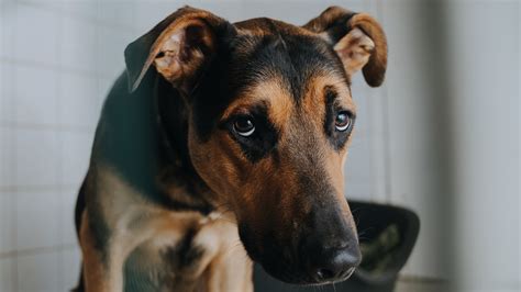 How Dogs Eyes Have Evolved To Communicate With Humans