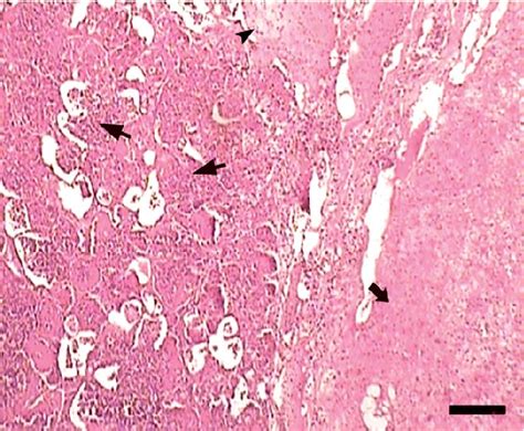 Figure 3 From The Role Of Mycoplasma Ovipneumoniae And Mycoplasma