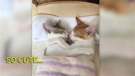 The Adorable Brother And Sister Kittens That Cant Drift Off To Sleep