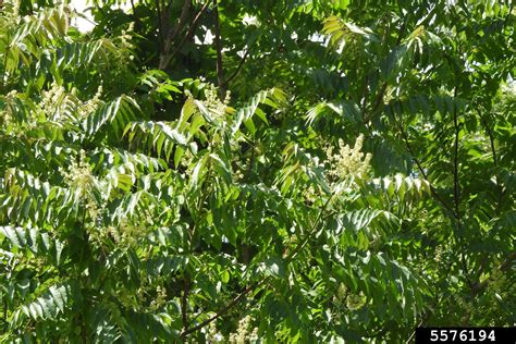 Tree Of Heaven Ailanthus Altissima Sapindales Simaroubaceae 5576194