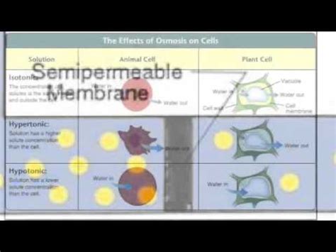 The cells in your body are completely loyal to you; Biology Cell Membrane Poem - YouTube