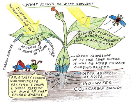 It converts energy into food. Photosynthesis and Cellular Respiration - Biology!