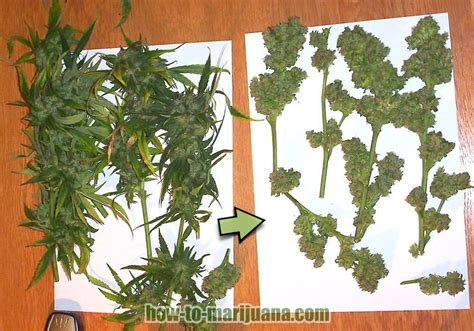 Following are some of the best of them. Beginners Growing Marijuana Indoors