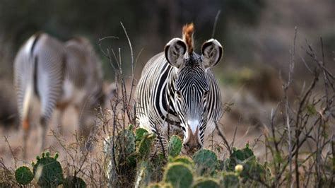 What It Takes To Protect The Worlds Most Endangered Zebra Cnn