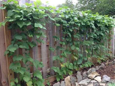 Choose The Right Trellis For Your Climbing Vegetables Tenth Acre Farm