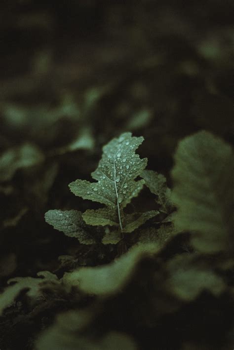 Fotos Gratis Hoja Verde Naturaleza En Blanco Y Negro Vegetación