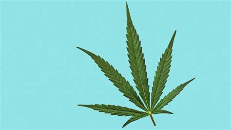 A Brief Guide To Hybrid Cannabis Strains Health K Ideas