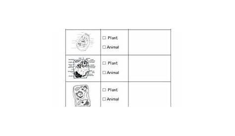 Comparing Plant and Animal Cells Worksheet by Geekology | TpT