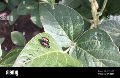 Japanese Beetle Infestations In Crops Stock Video Footage Alamy