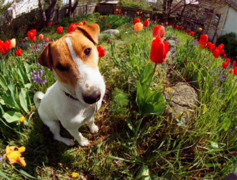 These ten flowers are safe for dogs, even though not exactly an ideal doggy snack. Eating Eden - Our Blog: Pet-Toxic Plants