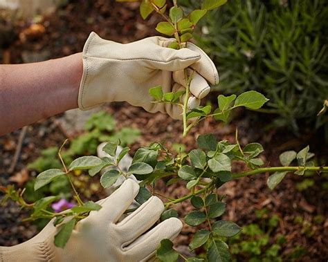 Gardening 101 How To Prune Roses Gardenista Pruning Roses
