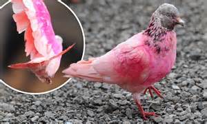 Pink Pigeon Bizarrely Coloured Bird Has Left Experts Baffled Since It