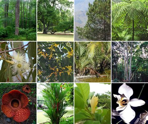 Persebaran Flora Dan Fauna Di Indonesia Lengkap Peta Pembagiannya My