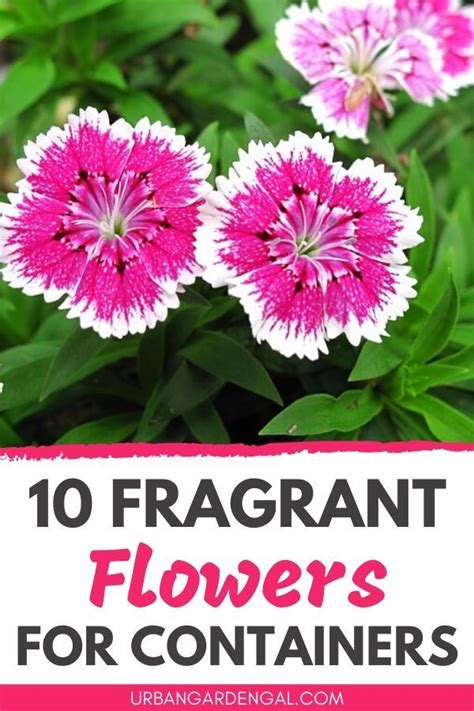 10 Fragrant Flowers For Pots In 2020 Fragrant Flowers