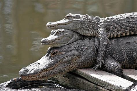 Two Alligators Are Resting On The Edge Of A Dock In Front Of Some Water