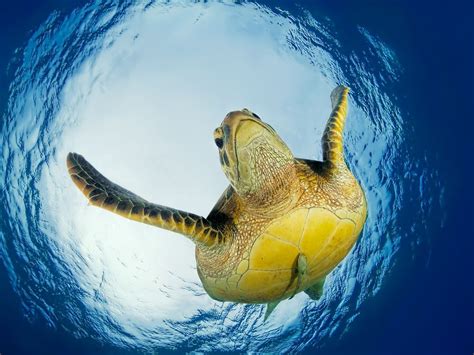 Amazing Shot Taken In The Philippines Green Turtle Is Diving