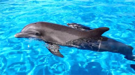 Baby Dolphin At Gulfworld Youtube