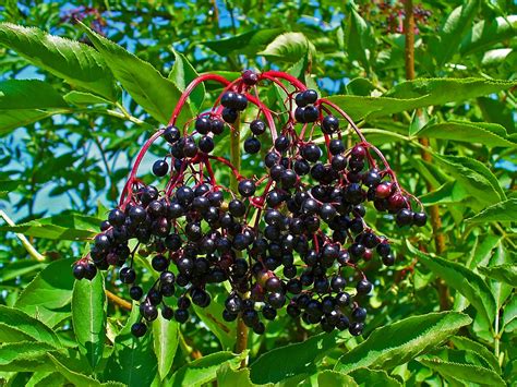 Ranch Hybrid Elderberry — Scion Cuttings And Pots Rainbow Grove