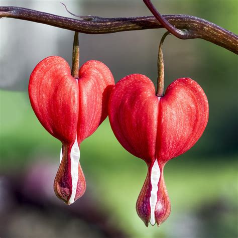 Red Bleeding Heart Plants For Sale Dicentra Valentine Easy To Grow