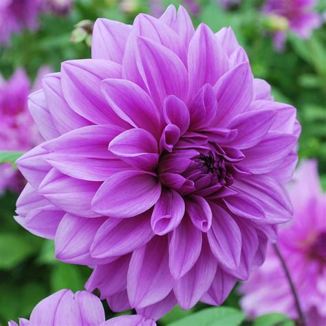 Dahlia Lilac Time Rose Cottage Plants