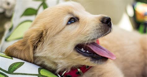 Puppies grow quickly and have special nutritional needs to keep their bodies strong. Puppy Teeth and Teething: What To Expect? - The Happy ...