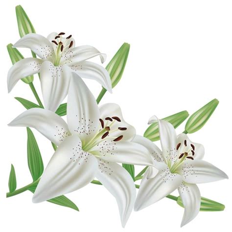 White Lilium Png Clipart Picture Flower Silhouette Botanical Flowers