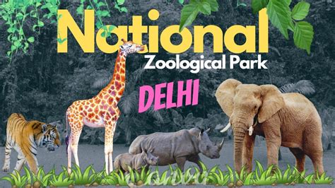 Delhi Zoo Travel Vlog 2022 Delhi Ka Chidiyaghar National Zoological