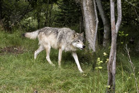 Ranchers Wolf Advocates Unite To Address Livestock Depredation Free