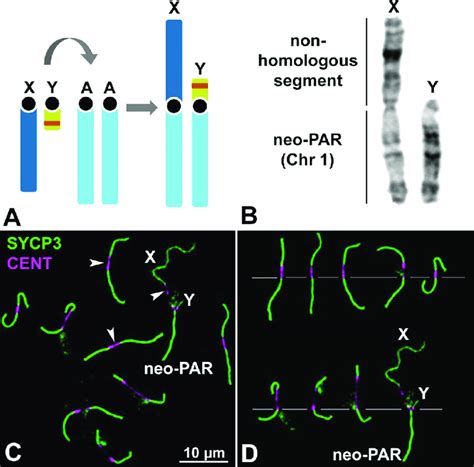 Sex Chromosomes In M Minutoides A Schematic Representation Of The Rb Download Scientific